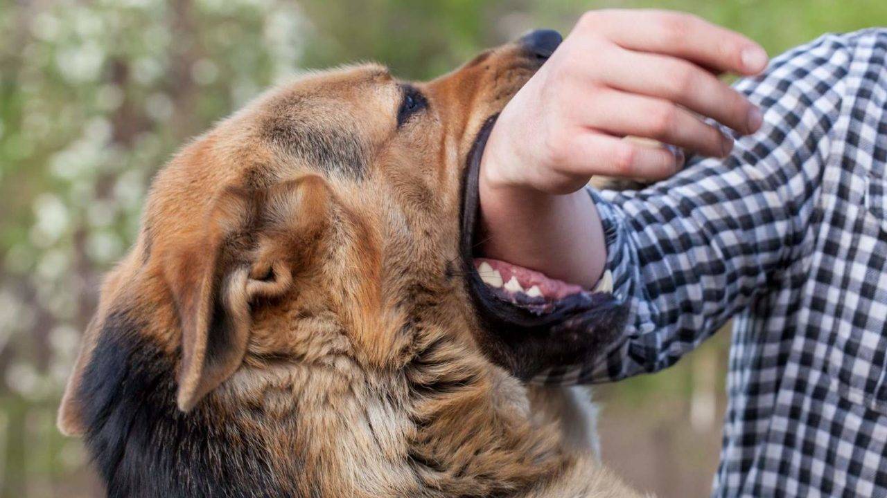 Money Compensation for Dog Bites in Connecticut